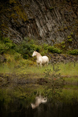 white horse in a volcano