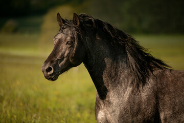 Obraz premium Stallion in a field