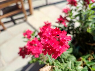 Garden verbena: a species of Mock Vervain, its botanical name is Glandularia hybrida.
