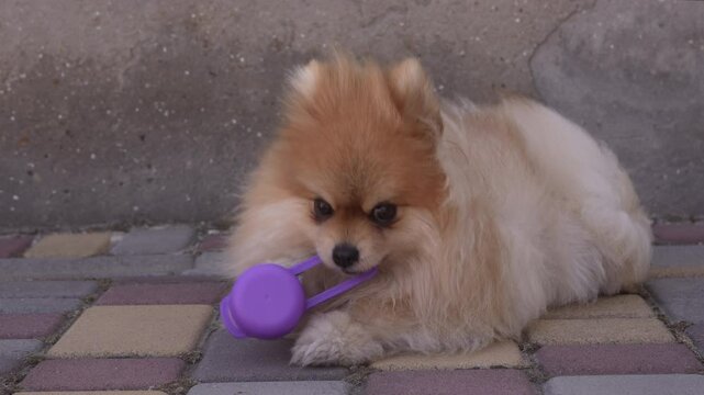 A small fluffy red dog chews a plastic toy on the street. A dwarf spitz dog plays on the street near the fence. Close-up. Slow motion. High quality 4k footage