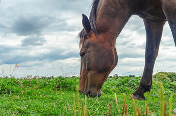 Obraz premium Head of brown horse in profile, close-up. Big shiny dark eye. Flies on horse's face. Horse breeding.