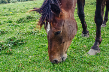 Head of brown horse grazing close-up. Mane, ears and a white spot on the forehead. Horse hooves.