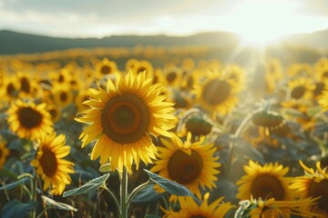Fototapeta premium Endless field of sunflowers illuminated by the sun, harvest and agricultural business concept 