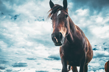 Horse portrait. Brown horse in nature against gray and white cloudy sky. Low angle. Magical photo.