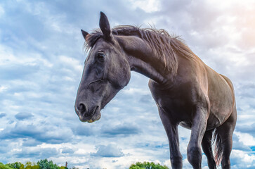 Obraz premium Horse portrait in profile. Brown horse in nature against gray and white cloudy sky. Charming photo.