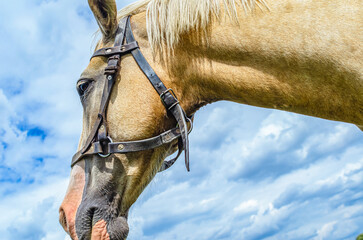 Profile of face white horse in harness against cloudy sky in meadow. Rural scene of horse breeding.