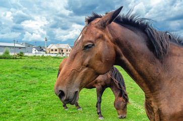 Obraz premium Head of brown horse in profile, close-up. Horses on flower meadow. Cumulus gray clouds background.