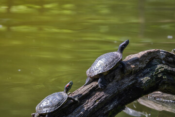 Fototapeta premium Tartarughe stese su un ramo nel laghetto dello Zoo di Pistoia, Toscana, Italia, Europa