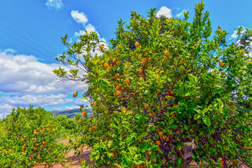 Zitronenbaum in Serra de Monchique in Algarve (Portugal)