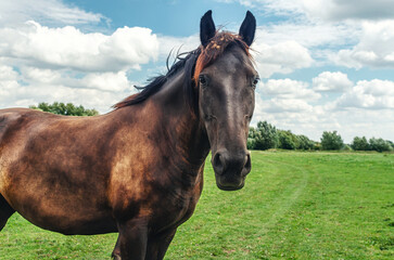 Horse portrait. A brown horse in nature against a gray and white cloudy sky. Front view. Cute photo.