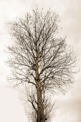 bare tree in winter