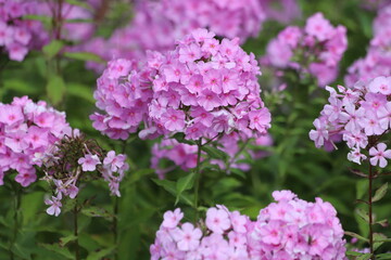 Garden Phlox paniculata, creeping phlox subulata, also known as the moss phlox.