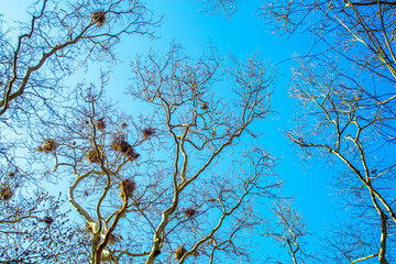 bird nest on the branches of  tree against the blue sky