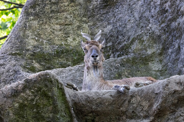 Primo piano ad un Markor allo zoo di Pistoia, Toscana, Italia, Europa