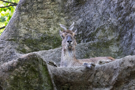 Primo piano ad un Markor allo zoo di Pistoia, Toscana, Italia, Europa