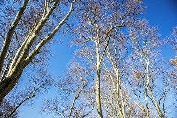 trees rising to the blue sky