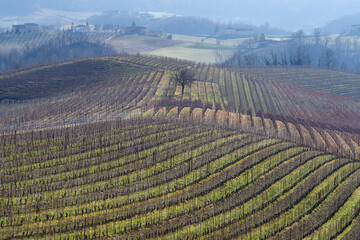 Rural landscape of vines and hills in Langhe, Italy