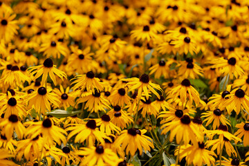 Selective focus of golden yellow flowers in garden, Rudbeckia fulgida the orange coneflower or perennial coneflower is a species of flowering plant in the family Asteraceae, Natural floral background.