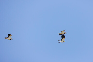 (Vanellus vanellus) in flight in the blue sky