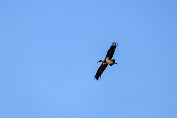 a black stork flying in the sky