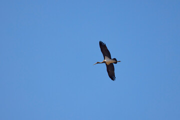 a black stork flying in the sky