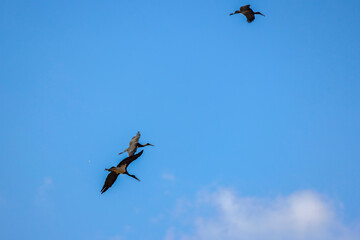 a black stork flying in the sky