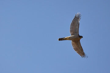 a beautiful specimen of a falcon in flight in the sky