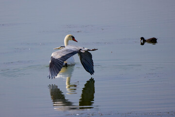 (Ardea cinerea) flying over a lake in sunny day