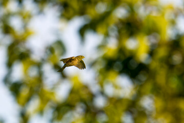 Grauammer im Flug zwischen Bäumen