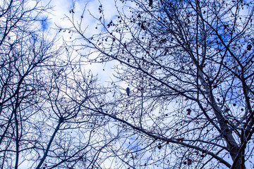 bare branches of a tree against the cloudy sky