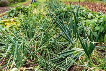 photo of juicy, beautiful seasonal vegetables, gardener concept