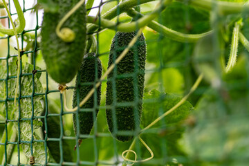 photo of juicy, beautiful seasonal vegetables, gardener concept