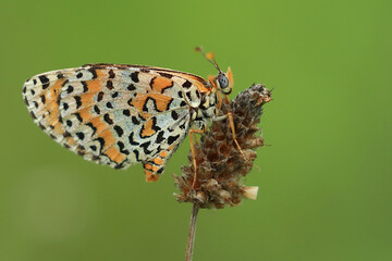 Butterfly on flower, colorful details on wings
