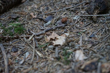 Forest Floor Detail