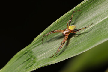 イネ科植物の青葉にワキグロサツマノミダマシ蜘蛛（自然光＋ストロボ、マクロ接写撮影）