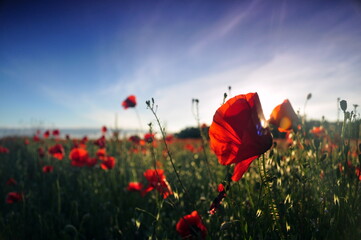poppy field