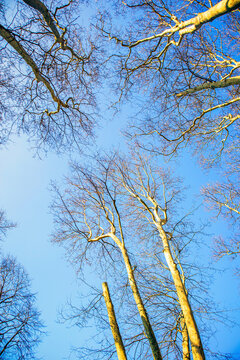 bare trees streaching to  sky