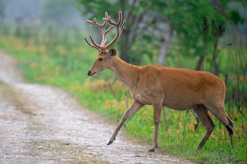 Obraz premium An adult male soft ground barasingha crossing the safari track at Manas national Park, Assam, India