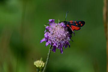 red butterfly sitting on purple flower in the meadow in summer