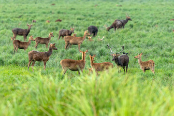 A large herd of eastern swamp deer consisting of adult males and females and young individuals grazing at Kaziranga National Park, Assam, India
