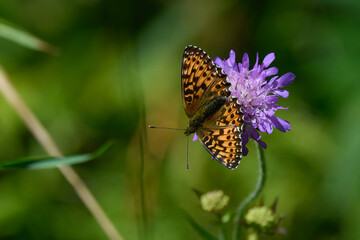orange and brown butterfly with open wings sitting on purple flower in summer in the mountains