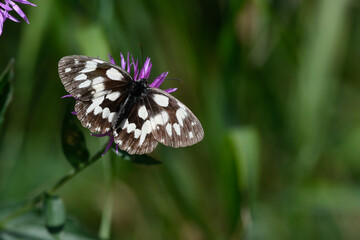 black and white butterfly sitting on purple flower in the meadow in summer