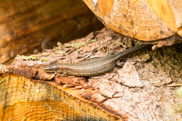 Waldeidechse beim Sonnenbad