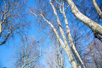 rising sky trees in the forest