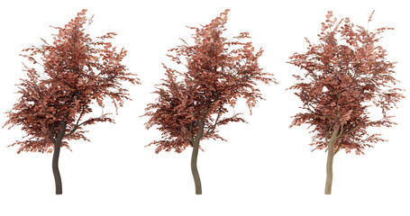 Fototapeta premium Set of three dried pampas grass stalks with a brown, terracotta color.