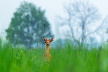 Adult male eastern swamp deer raising its head above dense grass to take a look at his surroundings at Manas National Park, Assam, India