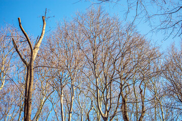 Fototapeta premium trees in the sky