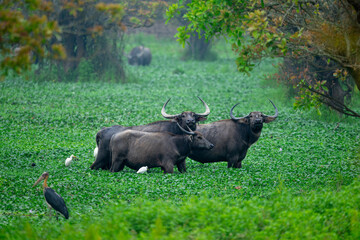 A herd of wild asiatic water buffaloes grazing through water hyacinth growing in a large waterbody during spring season at Burapahar range, Kaziranga National Park, Assam, India