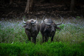 Wild asiatic water buffaloes stand in a purple flower-bed during summer months at Burapahar range of Kaziranga National Park, Assam, India