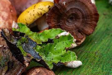 still life with wild mushrooms, autumn is the time of gathering mushrooms for winter food, autumn